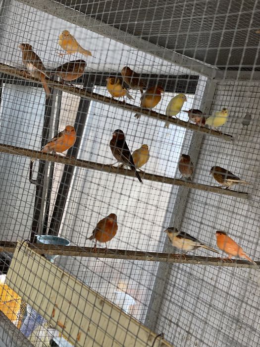 Canari Pui si Maturi, Masculi si Femele!!!