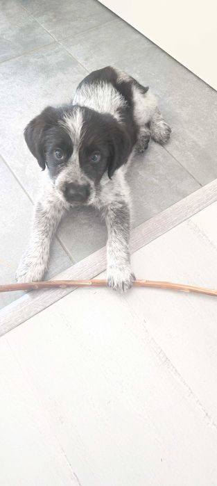 Donez cățelușul bene