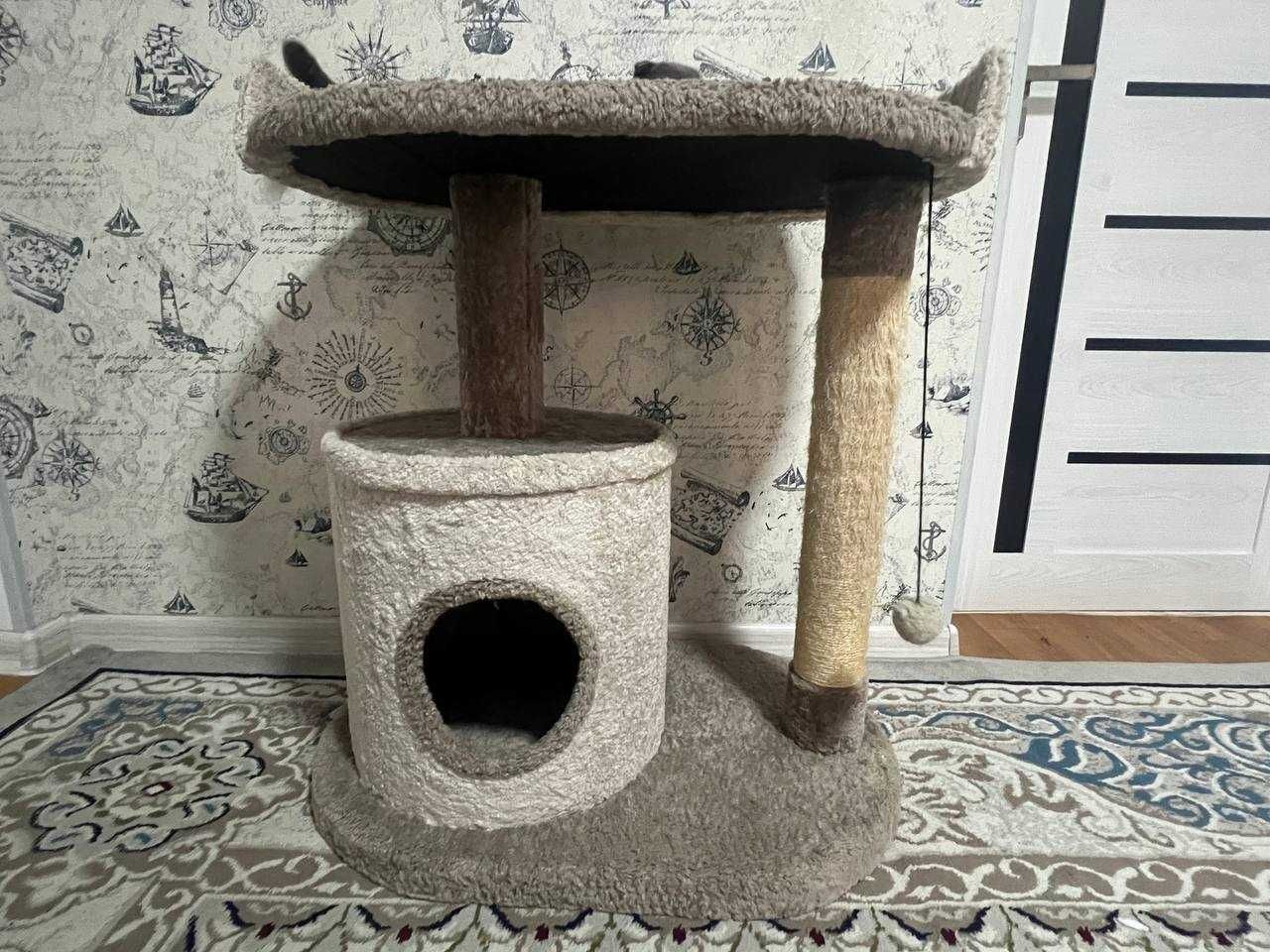 скотиш фолд в подарок когтеточка