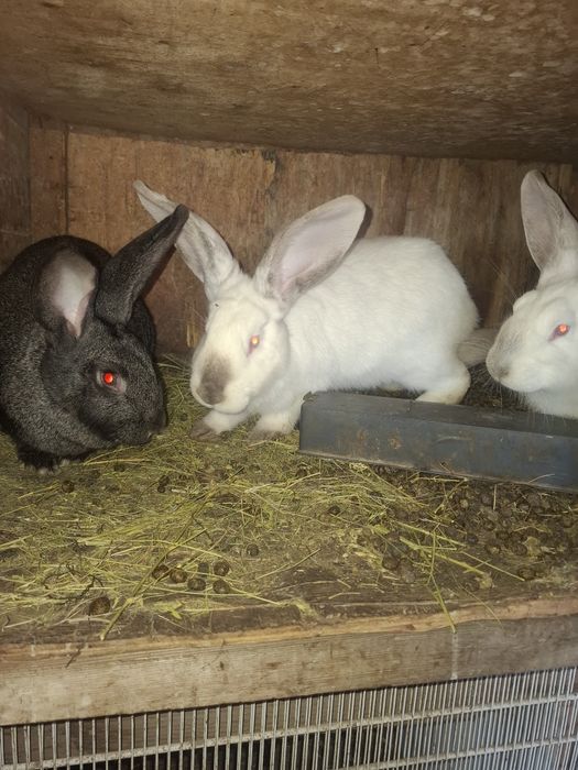 Продам красавиц крольчих