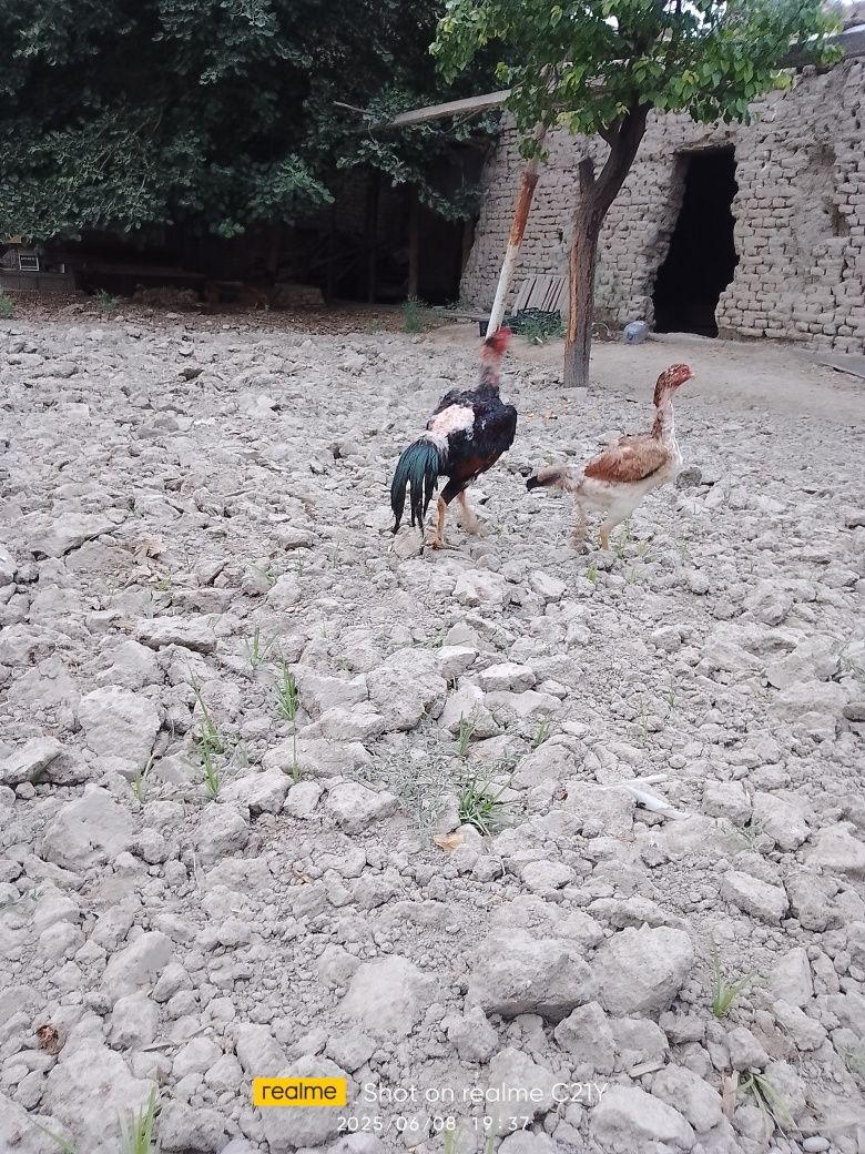 Kulangi jujalari sotiladi