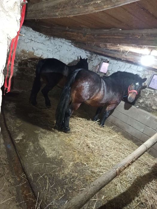 Vând 2 iepe gestante