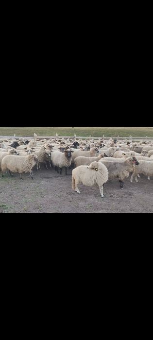 Vând oi in viu și în carcasă