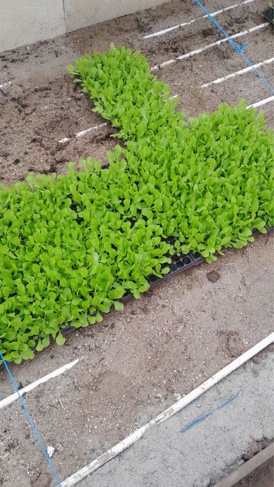 Salata rasad 50 de bani