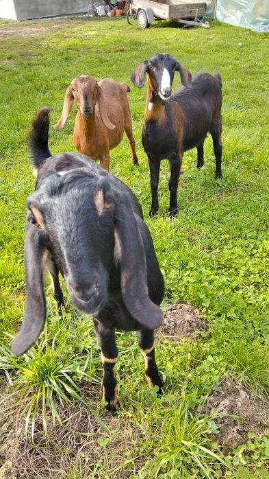 Vând 3iede anglo nubian