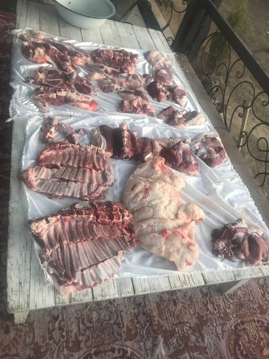 Qurbonlik aqiqa va marosimlar uchun qoy qochqor