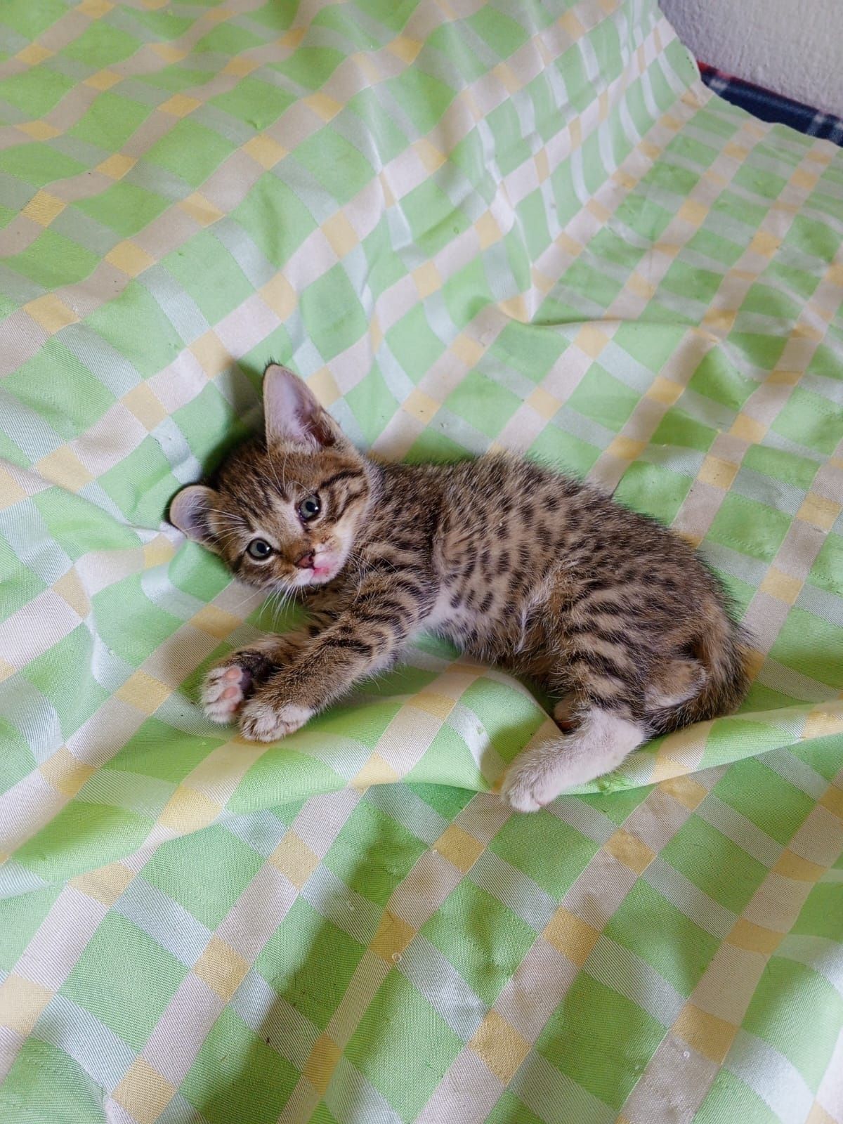 Отдам котят бесплатно