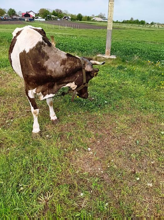 Vand vaca cu lapte. A 4-a fatare. Bălțată romaneasca.