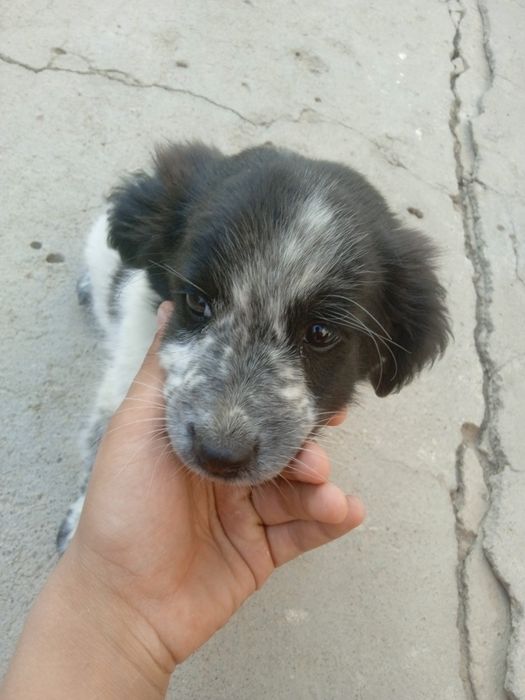 Kuchuk ovchi kuchuk toza