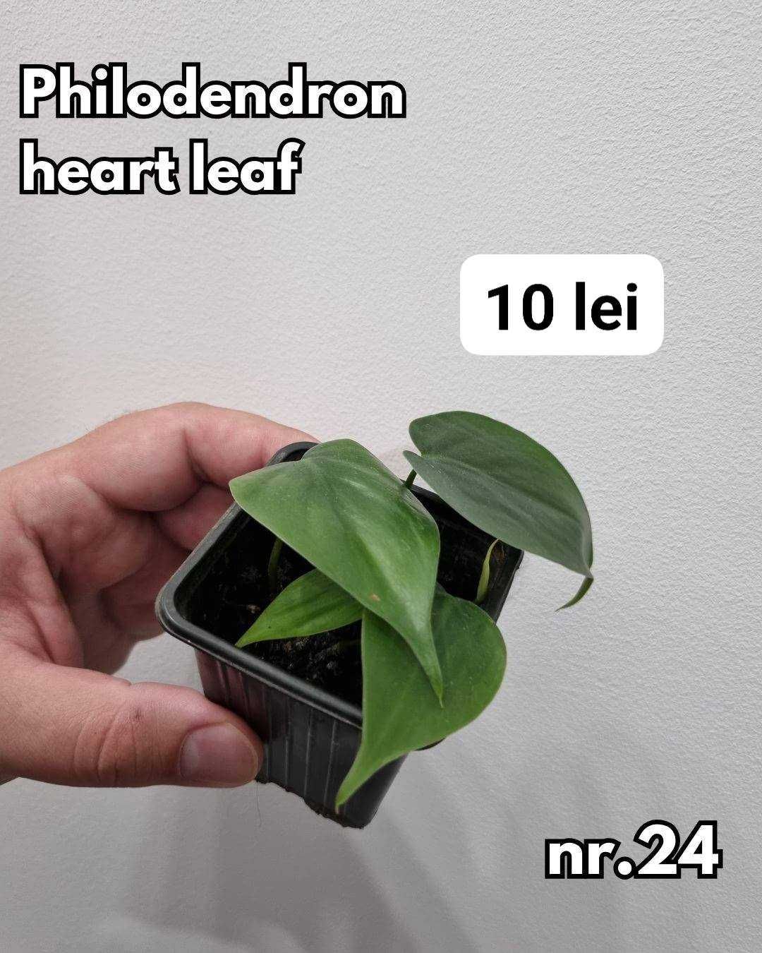 Plante interior, inradacinate Monstera, Pilea, Philodendron & altele