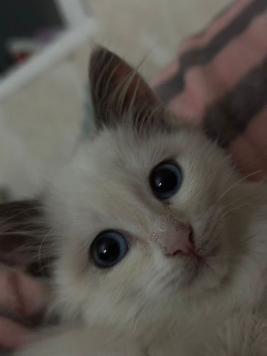 Котенок породистая «Рэгдолл» девочка, 2 месяца.