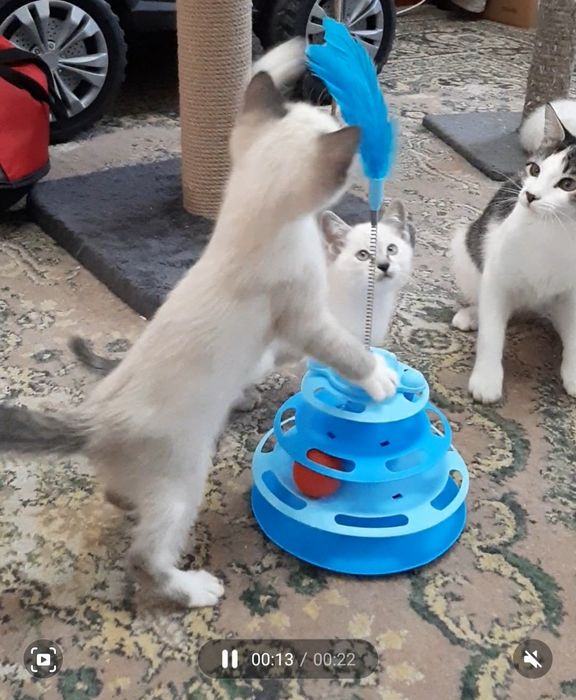 Котята в добрые руки