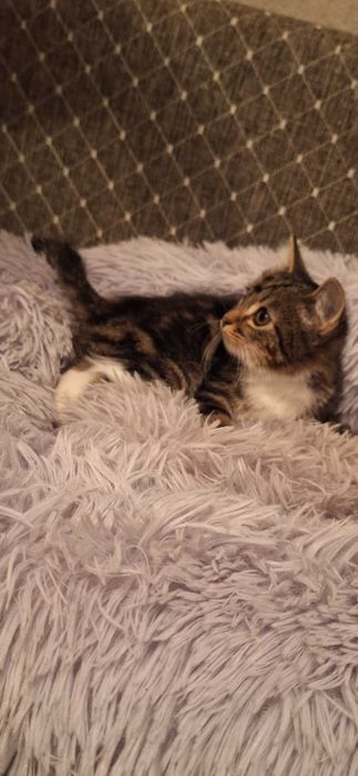 Котёнок мальчик 3 месяца
