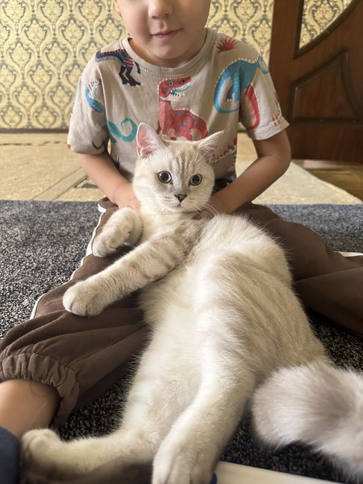 Британец.  окрас серебристая шиншила