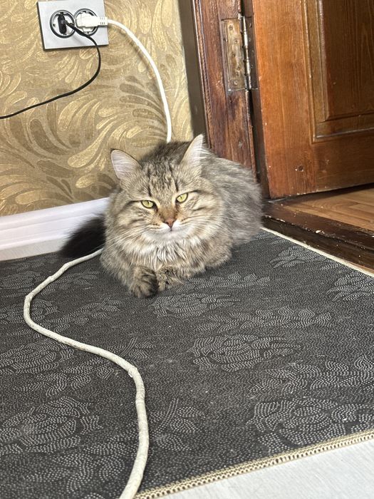 В подарок !!! в добрые руки