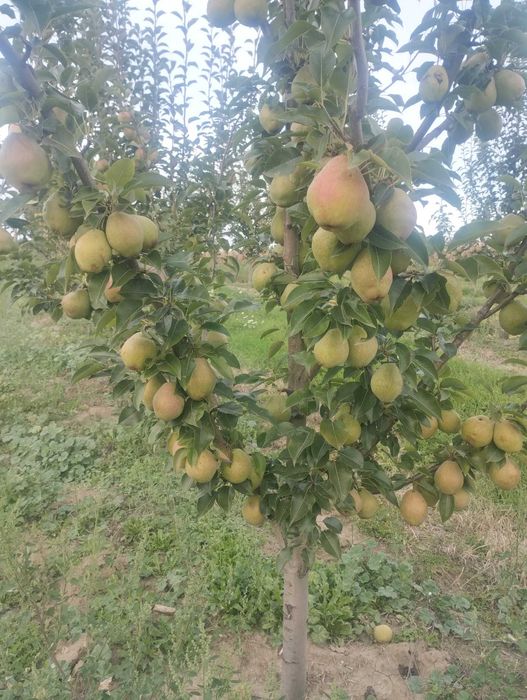 Vand Mere si Pere