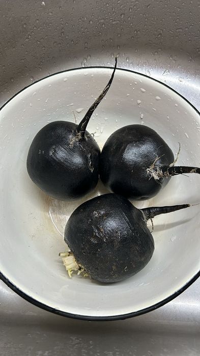 Продам черную редьку