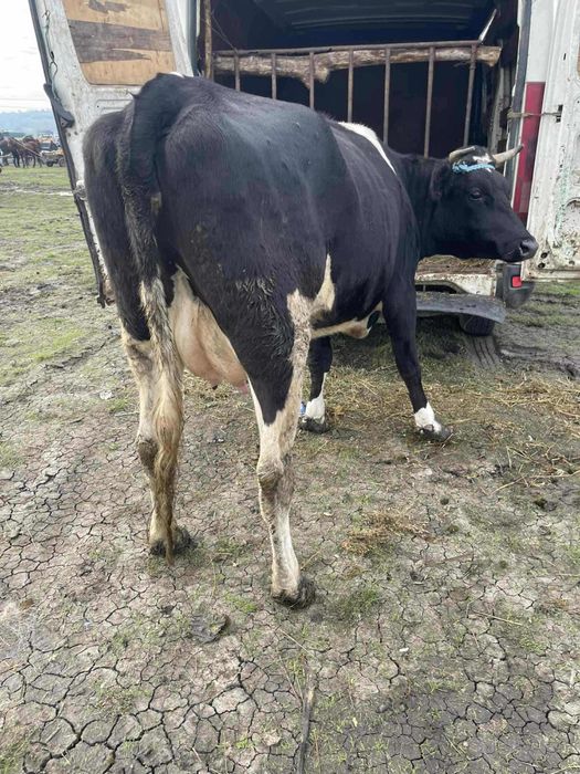 De vanzare vaca la primul vitel