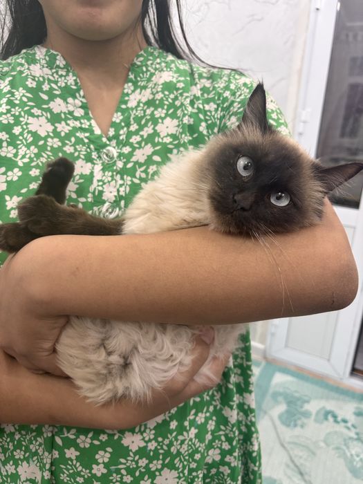 Сиамская кошка (ургашы)