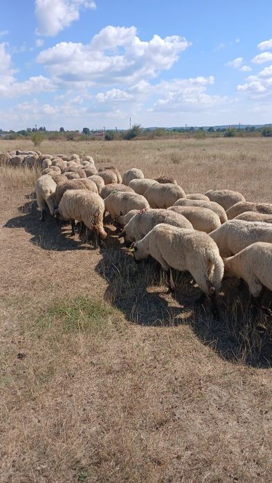 Vând 60 de oi  de tinere  sau taiere