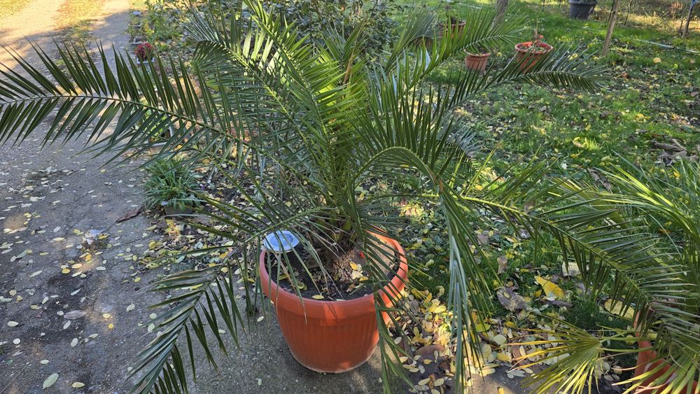 Palmieri diferite marimi