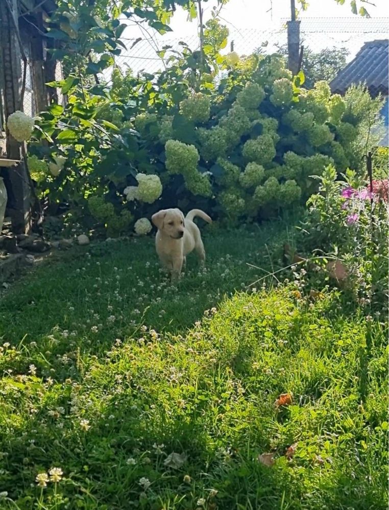 Лабрадор / Лабрадори