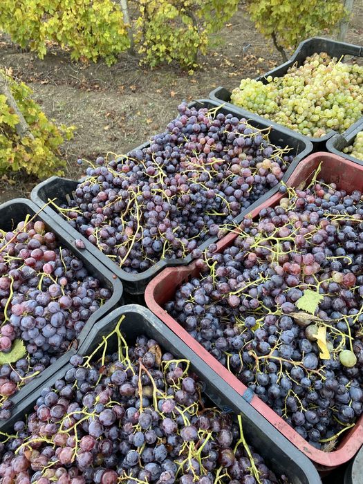 Vând struguri de vin
