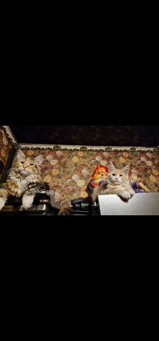 Продаются котята мейн-кун.