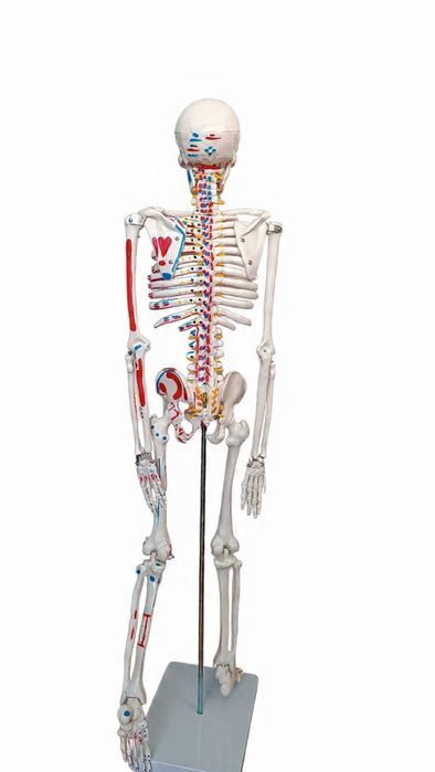 Анатомичен модел – човешки скелет (учебен, цветно маркиран)