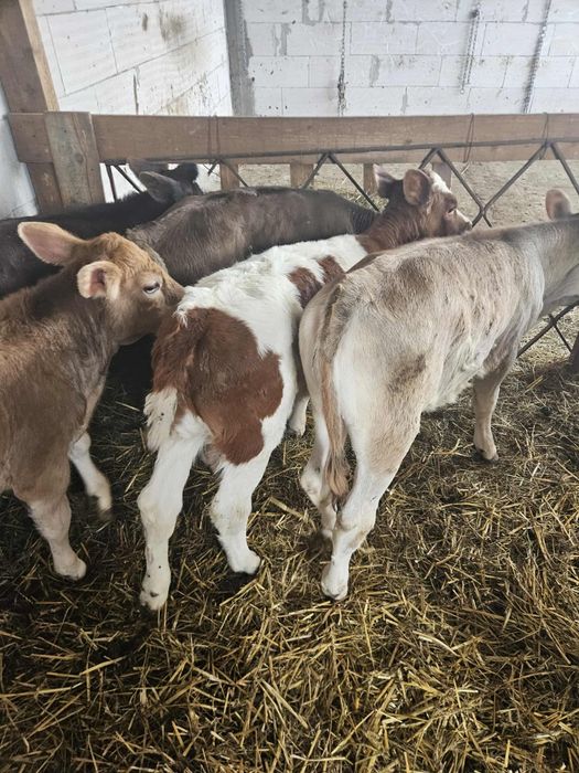 Vând vițeiiiiii...