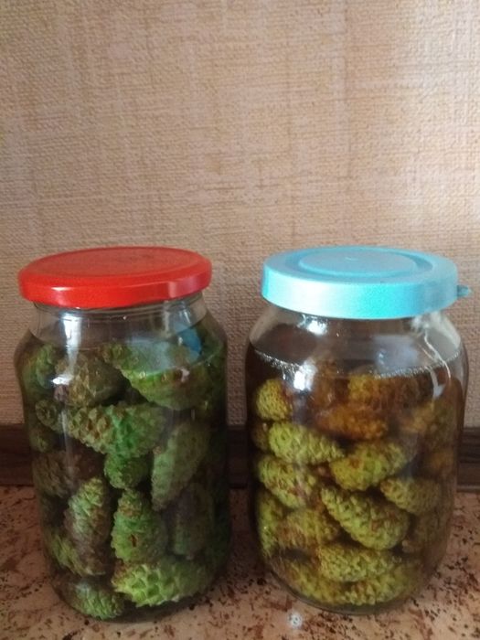 Продам настой молодых сосновых шишек