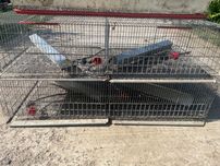 Custi tineret prepelita/pui de gaina. Custi ouatoare prepelita