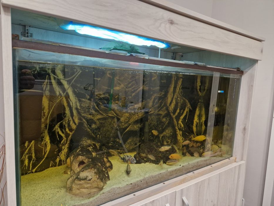 Vand acvariu pesti 320 L