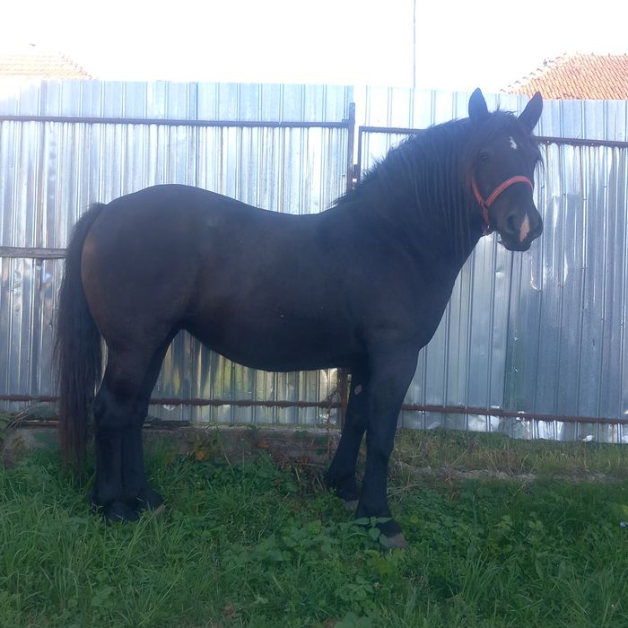 Vand sau schimb mânză neagră de 3 ani