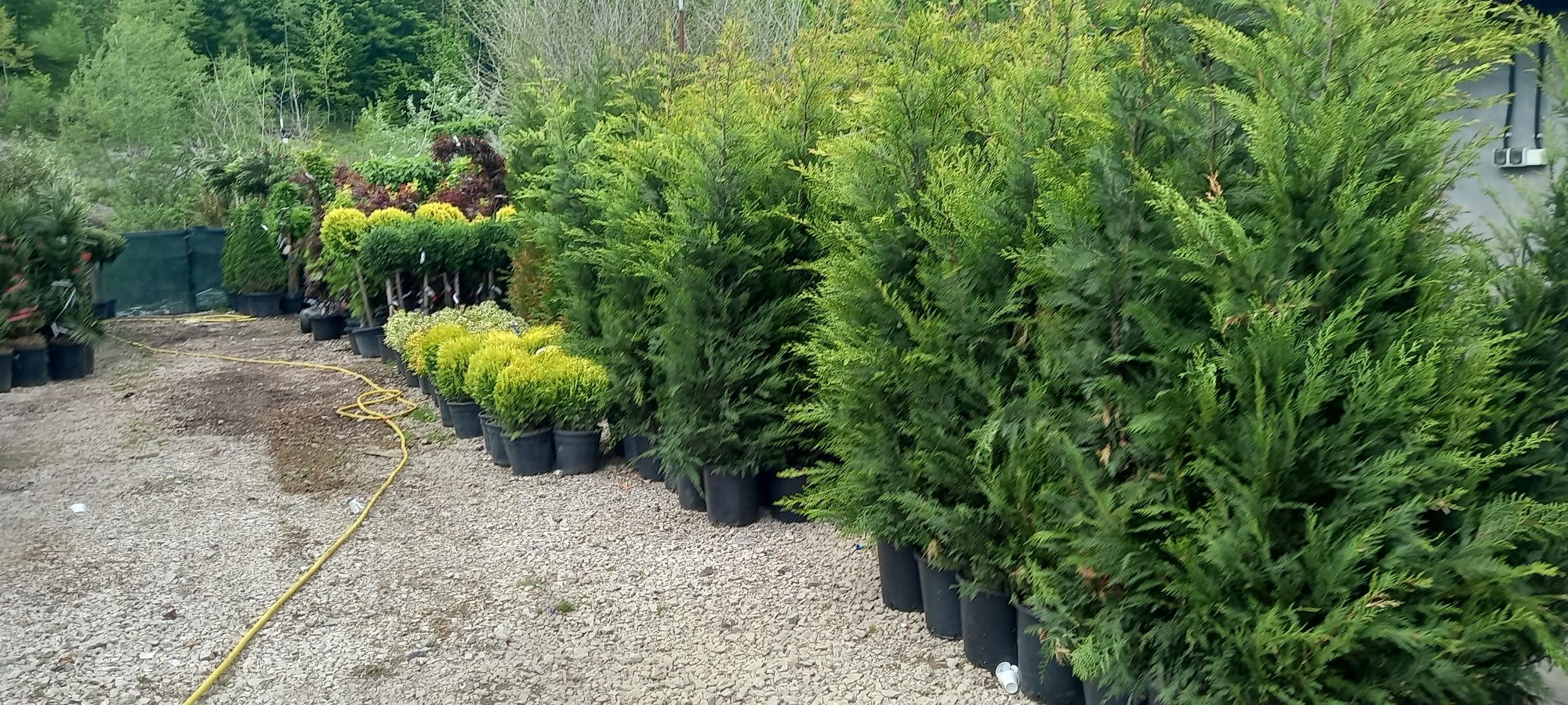 Avem plante ornamentale tuia spiral  măslin  palmieri aducem la comand