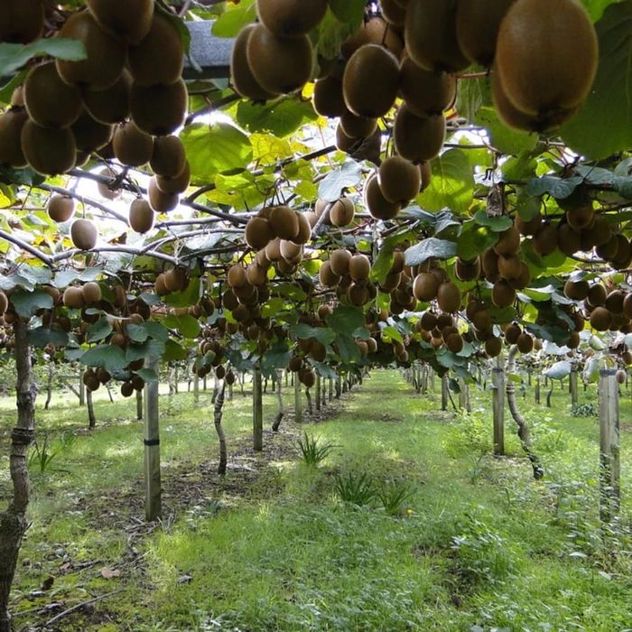 Kiwi la Ghiveci anul 5