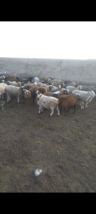 Продам поголовье овец