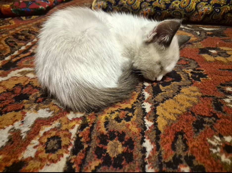 2 yarim oylik ragdol mushukcha sotiladi