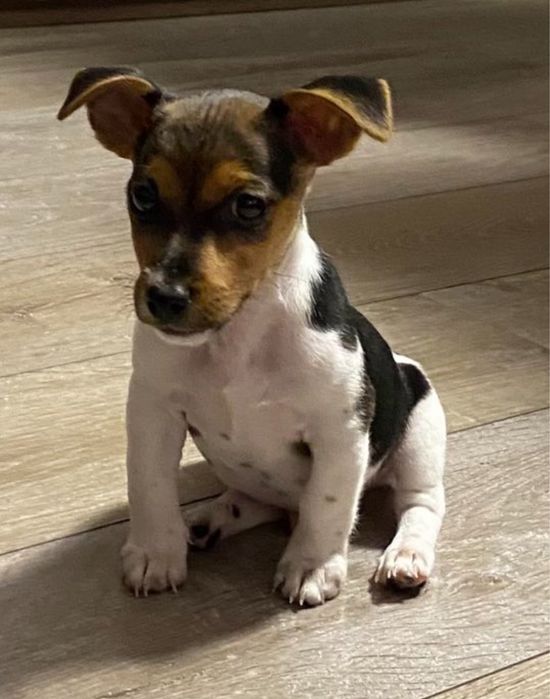 Малък Джак Ръсел териер