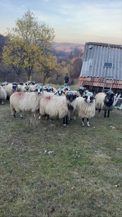 De vanzare,28 de oi breze si bucalai din breze