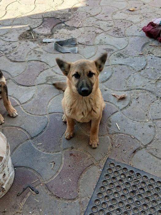 Отдам щенков подростков привиты 1000