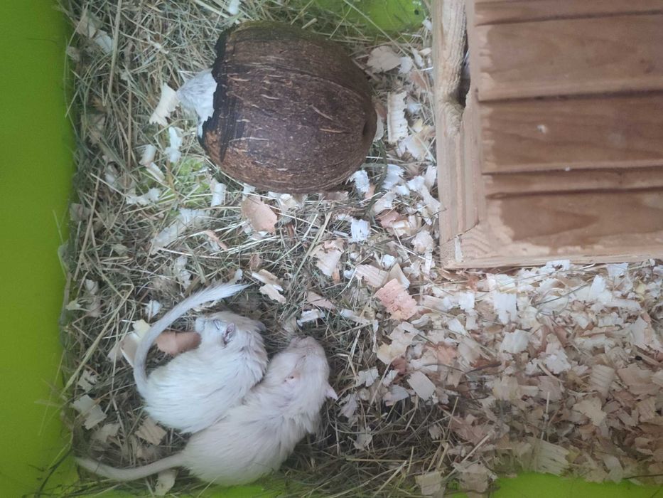 Подарявам джербили