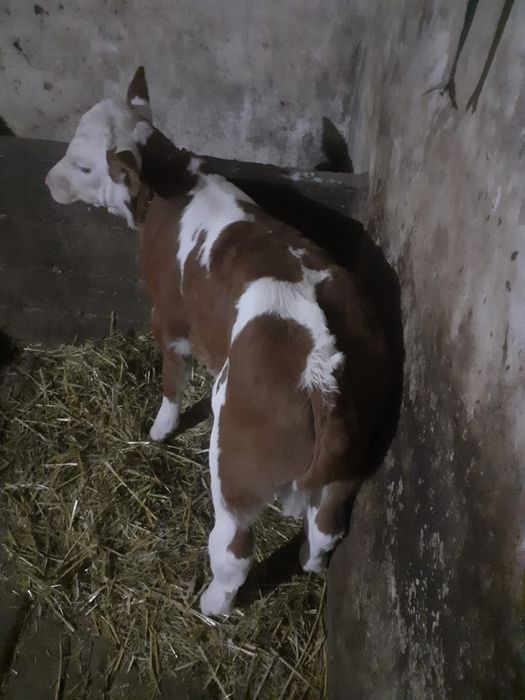 Vând vițea si un vițel