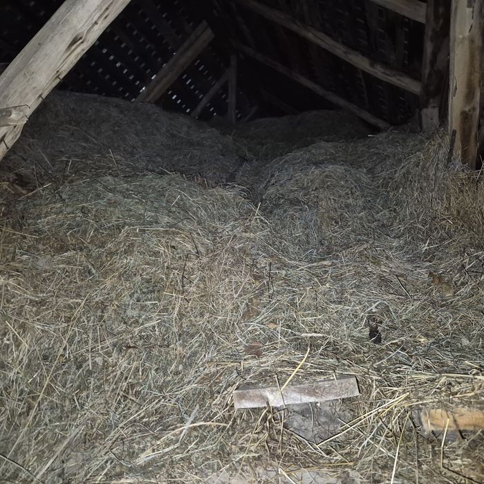 Fan și otava an 2025