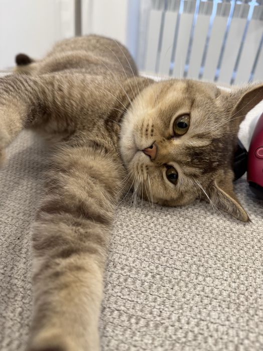 Короткошертсая шиншилла