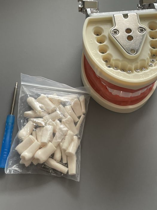 Model dentar nou cu dinti de schimb