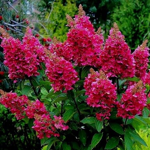 Хортензия паникулата (Огън и лед)
