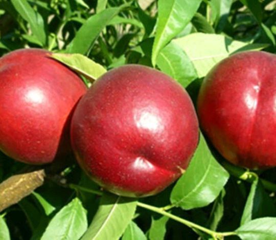 Nectarin (Soiul Champion )