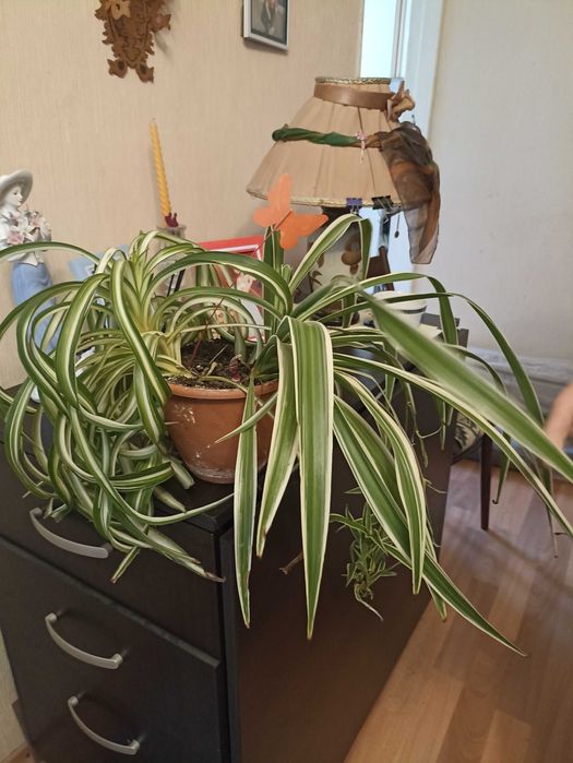 Продам комнатные цветы