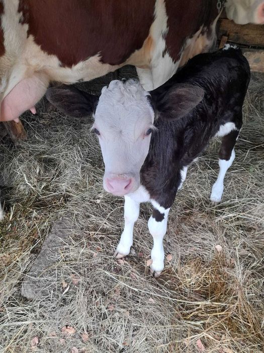 Vand vaca baltata romaneasca impreuna vitea aceeasi rasa sau separat